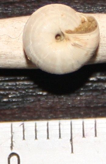 Hygromiidae da identificare